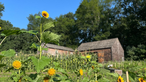 Garden Matters: Root